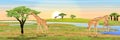 Group of African giraffes at the watering hole. African savannah. The river bank, acacia and baobabs. Realistic vector landscape. Royalty Free Stock Photo